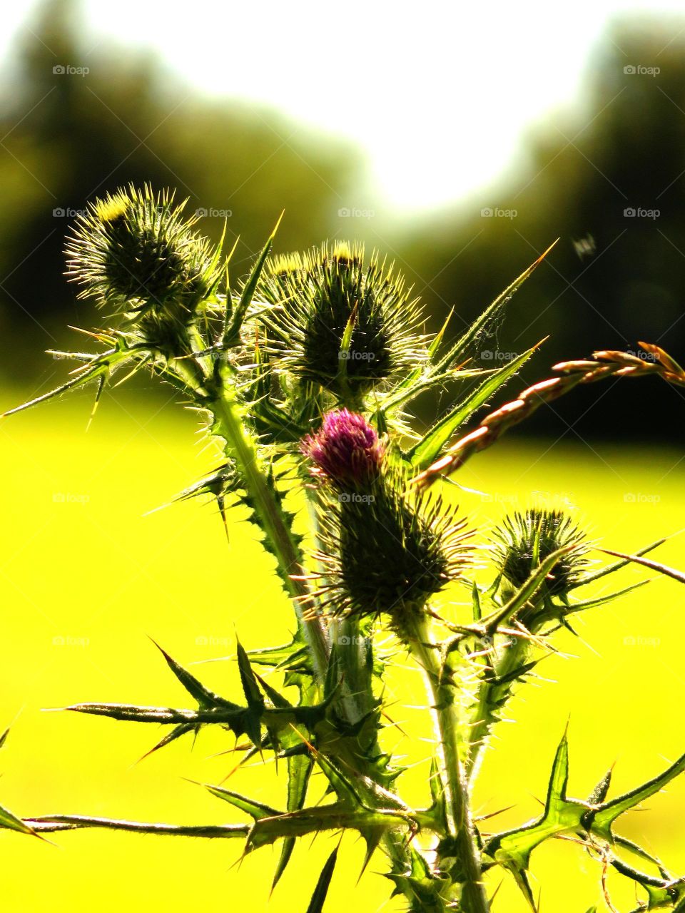 thistle