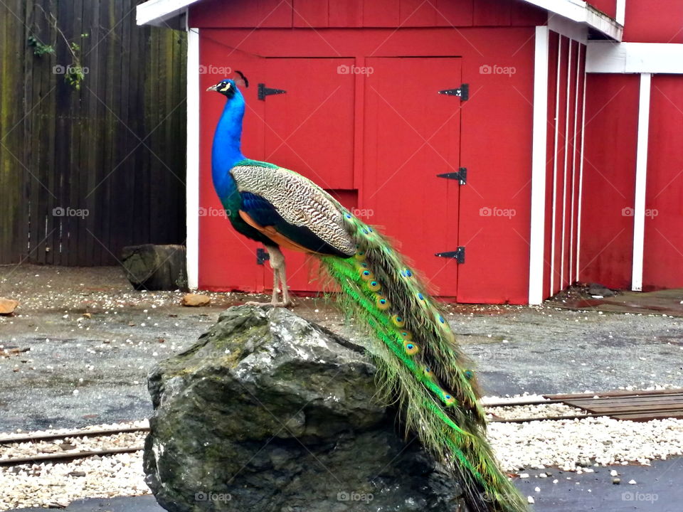 Peacock