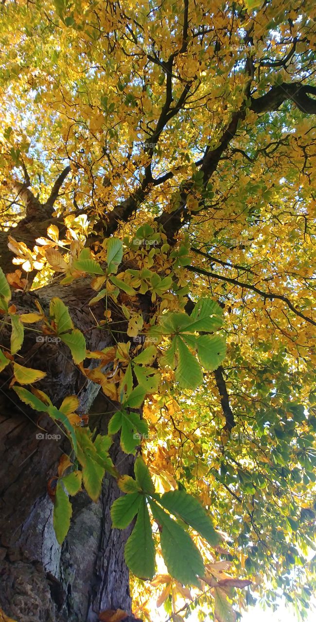 herbst Kastanien blatt Blätter farben grün gelb