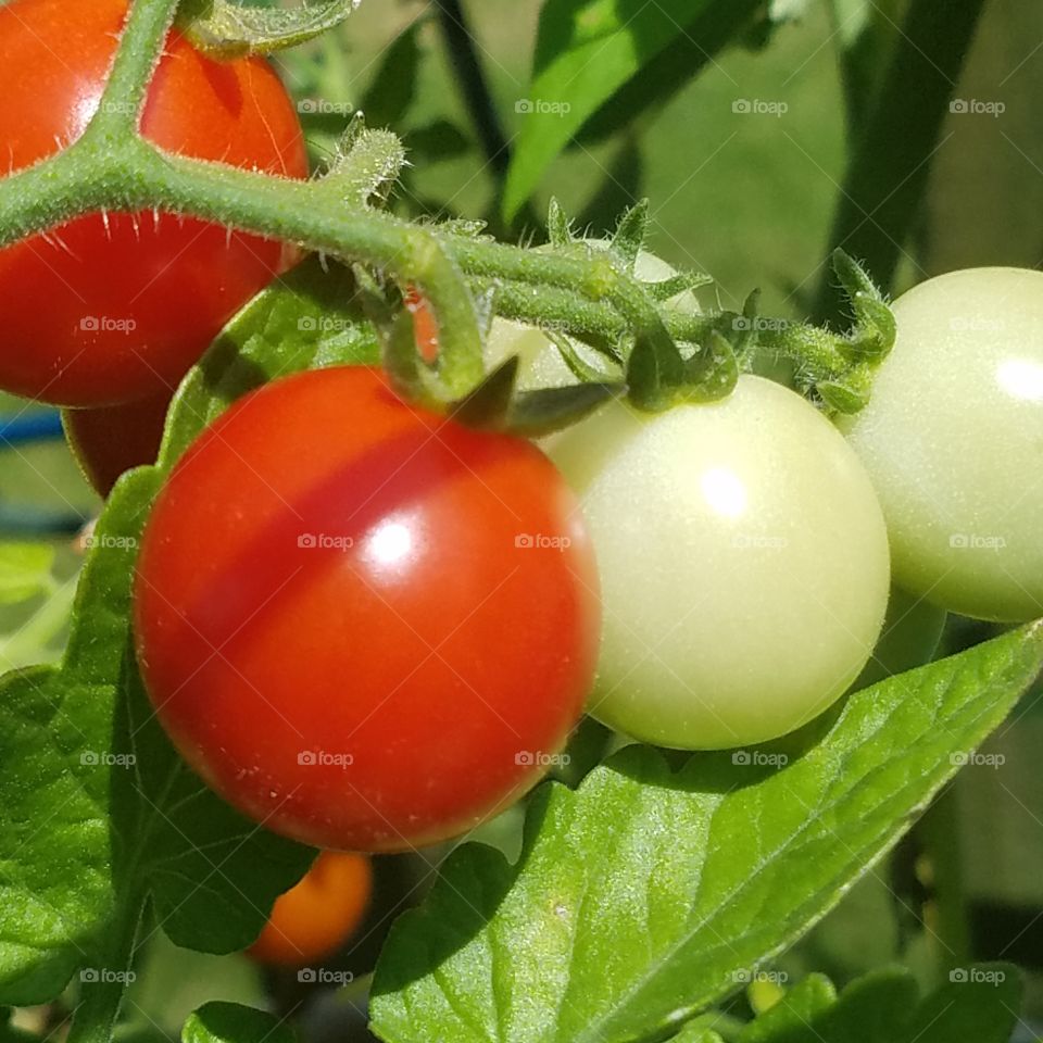 Ripe tomato