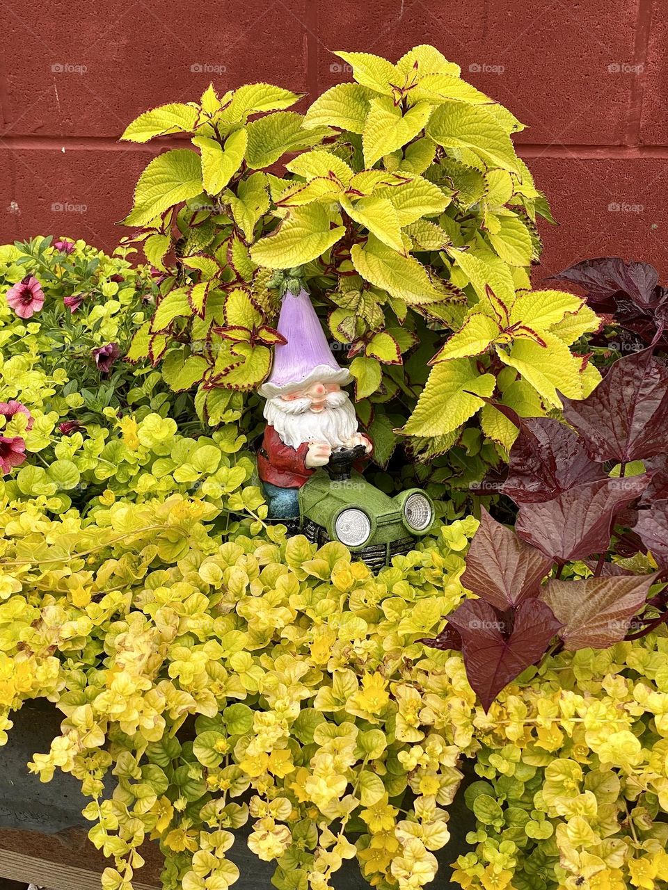 A statue of a gnome riding a tractor set in the middle of an arrangement of leafy plants