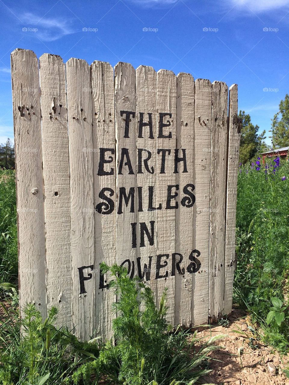 The earth smiles in flowers