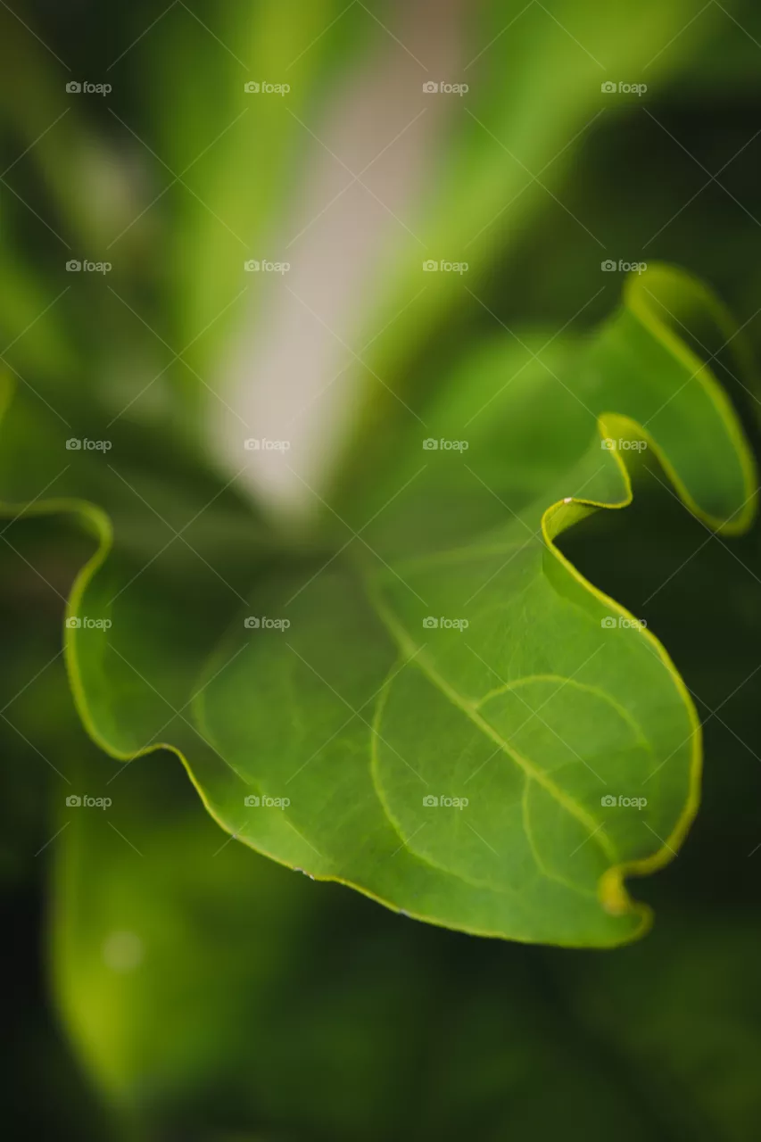 green leaf