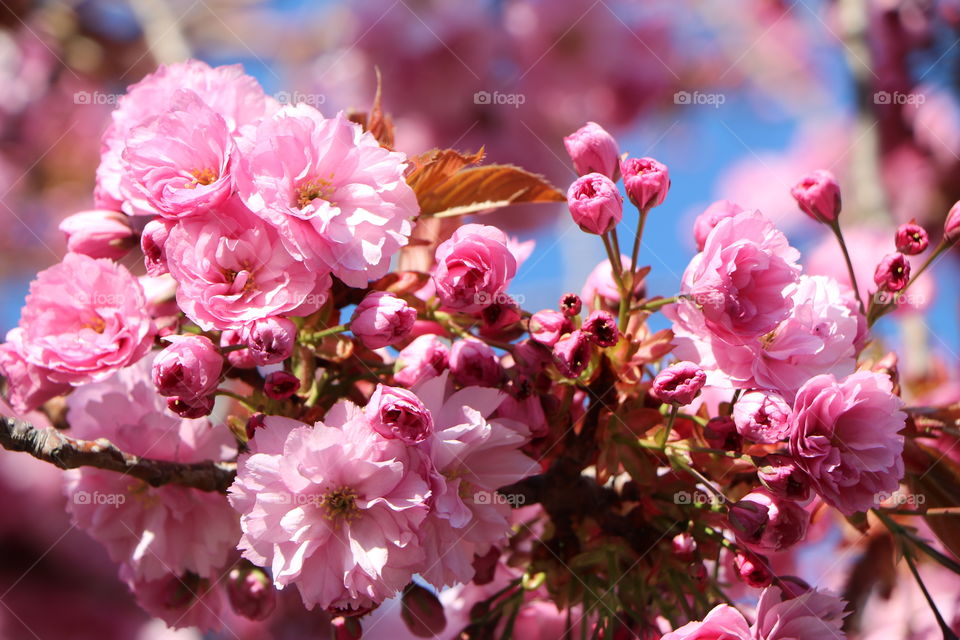 Japanese cherry tree in full bloom in springtime 