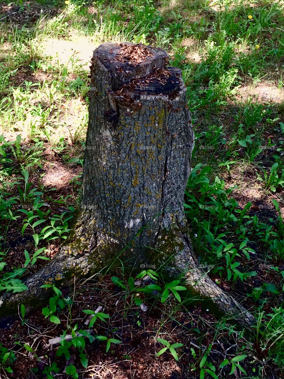 Tree stump 