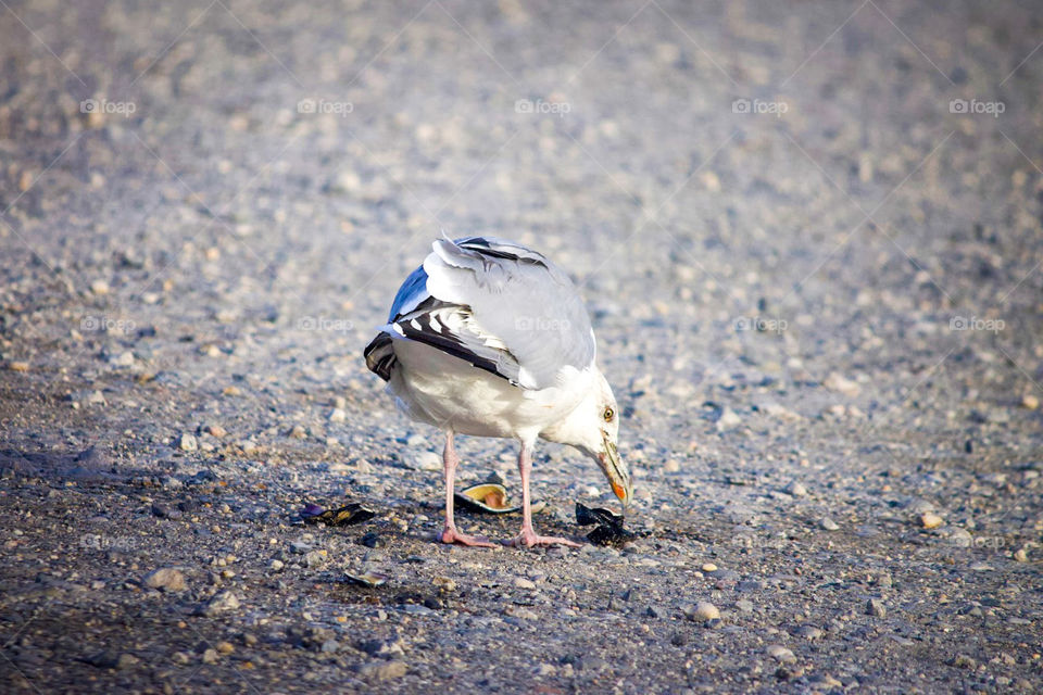 This bird is just taking what he can get. Often times humans finds themselves grabbing what we need to survive the present day. Humans are resilient and will always find a way.