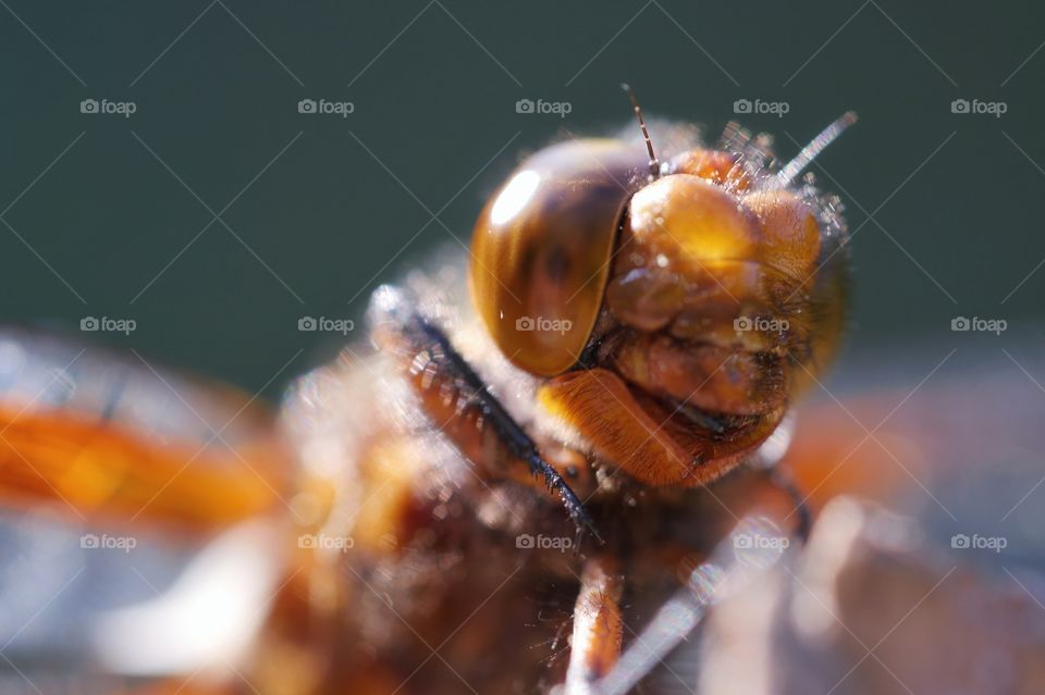 Dragonfly close-up