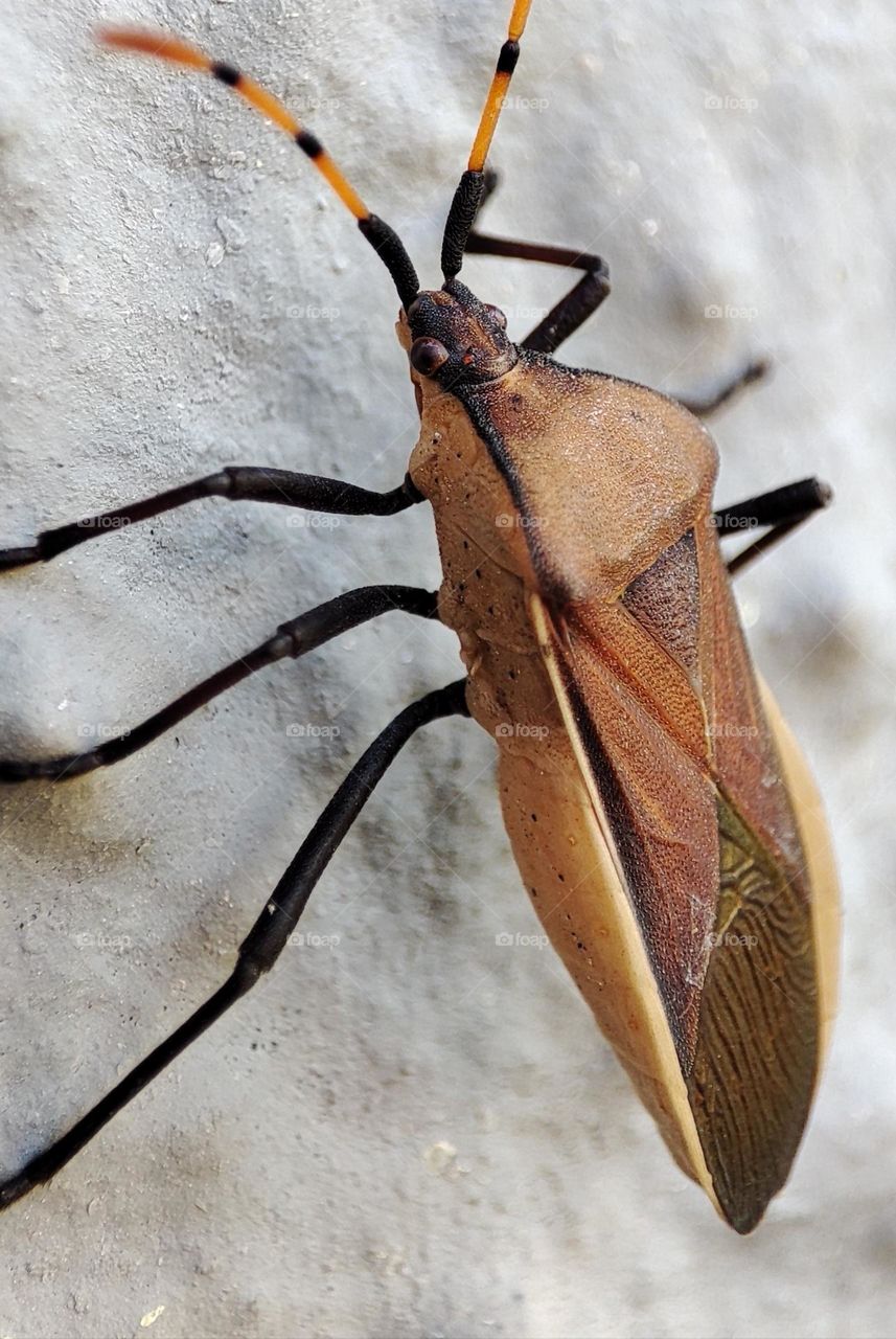 Leaf bug