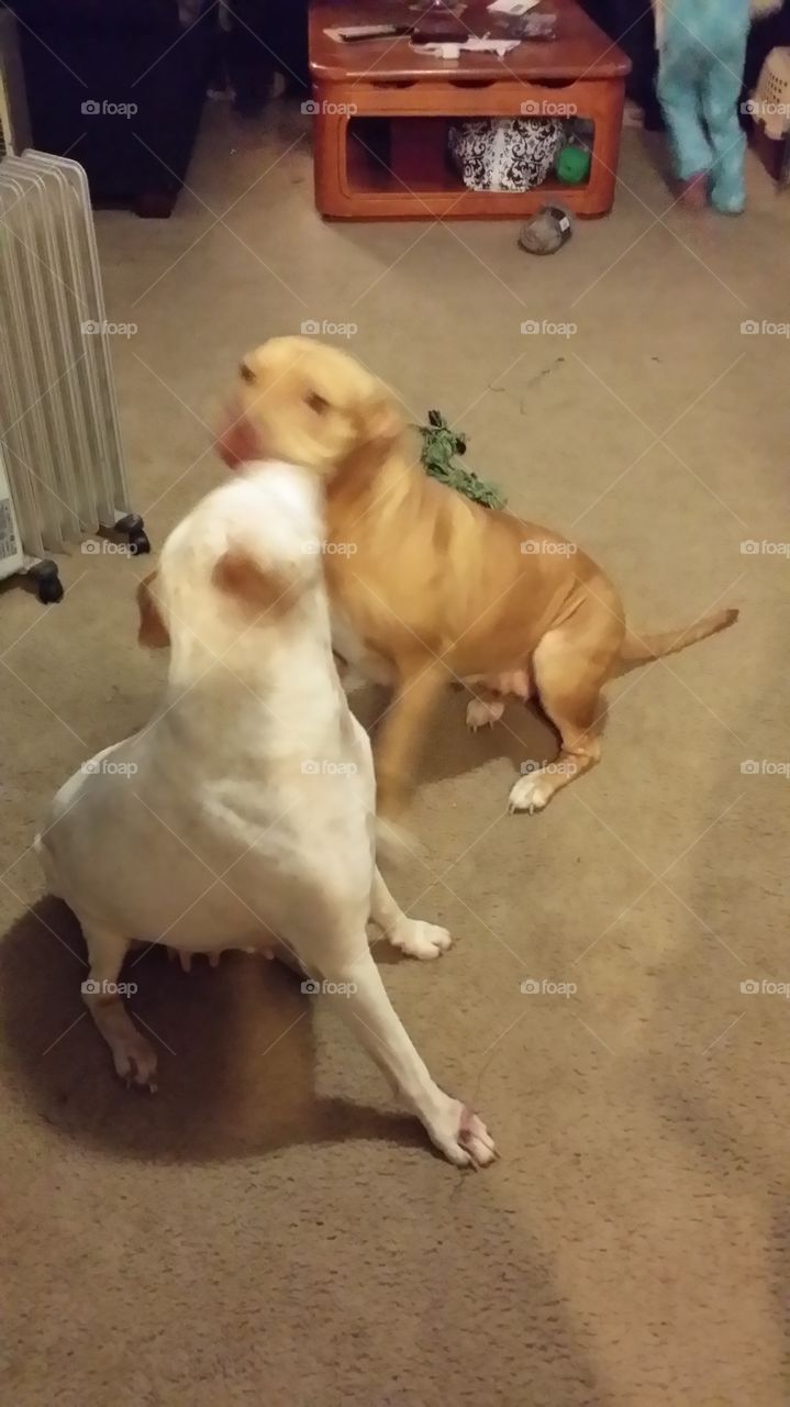 Mother, Daughter dogs kissing.
