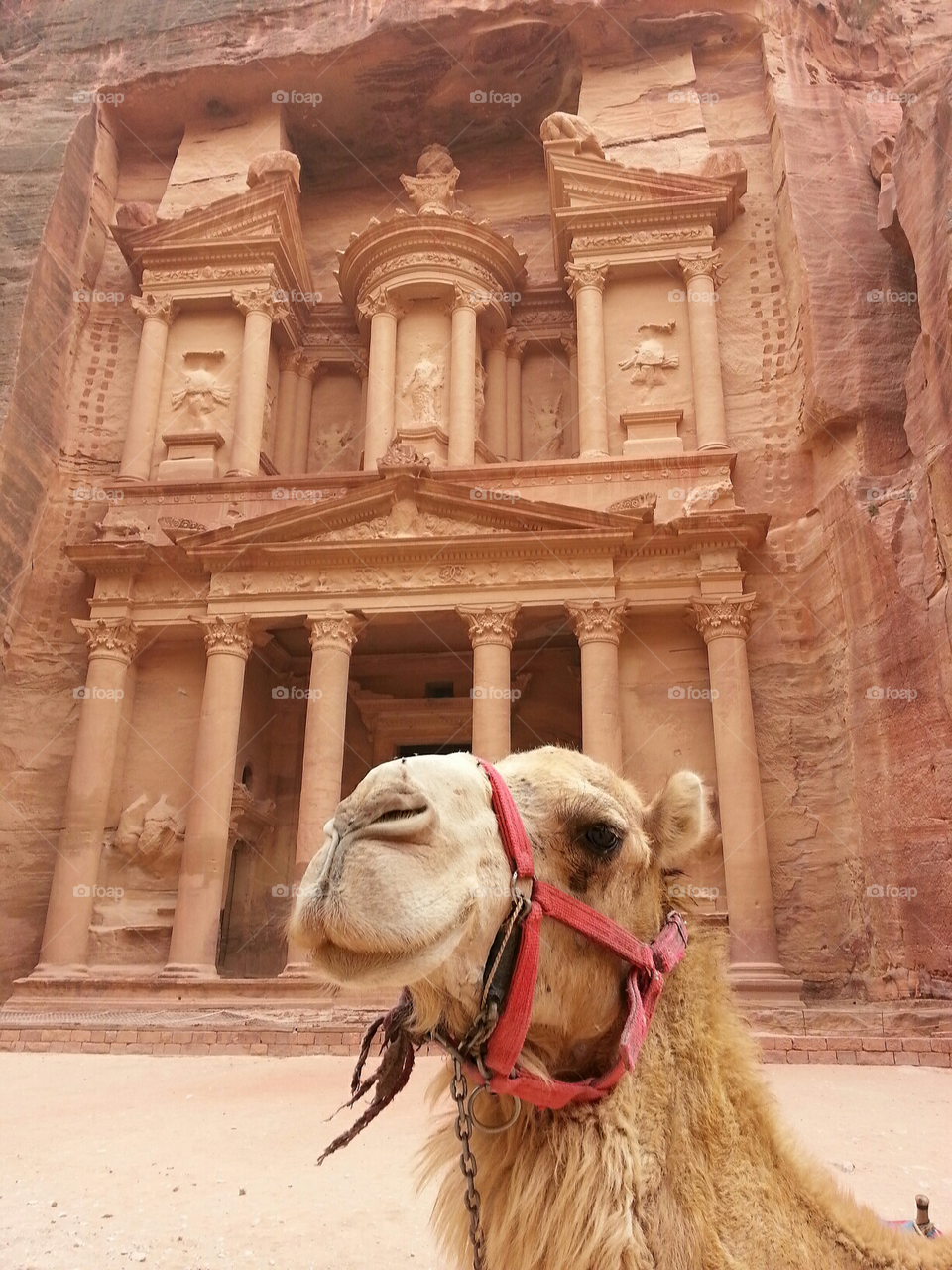 What appears to be a smiling camel at Petra, Jordan.
