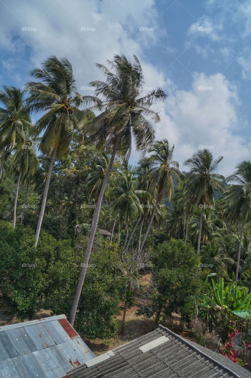 Good morning Koh Samui