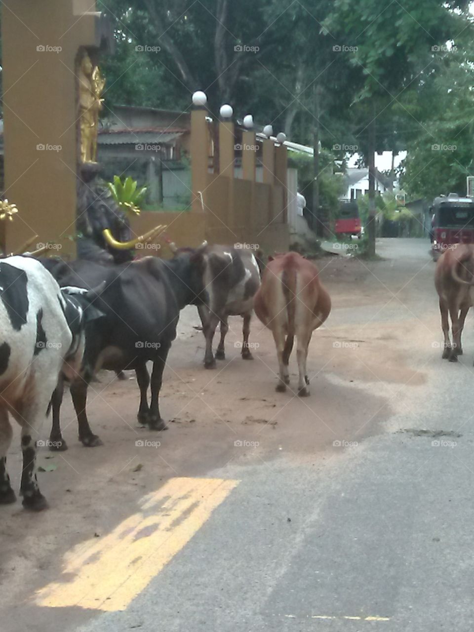 gang of cows