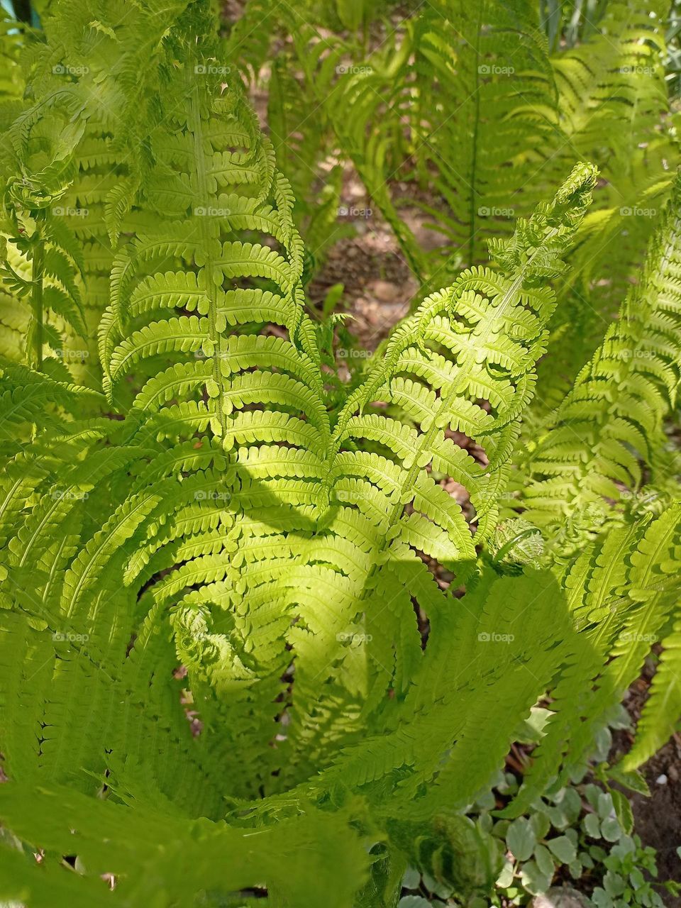 fern