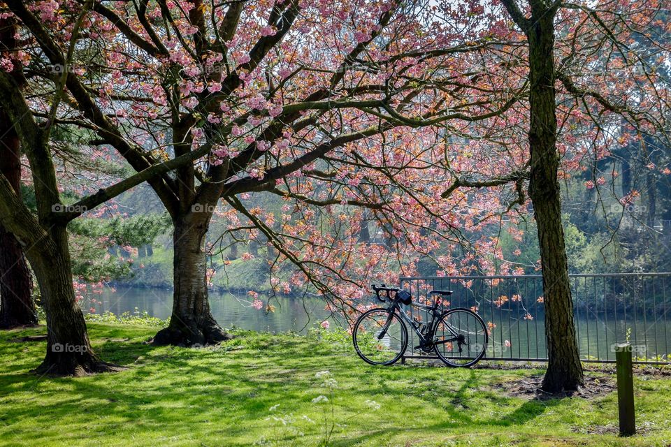 Beautiful view of blooming trees in Bute park, Cardiff, Wales, UK