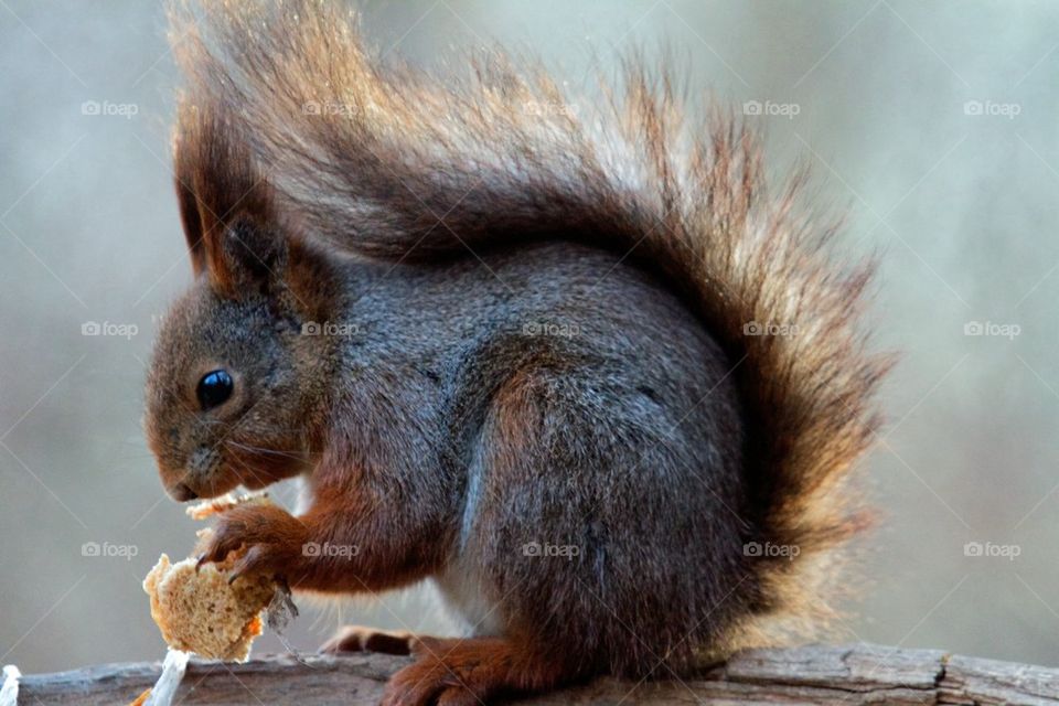 Squirrel eating a food