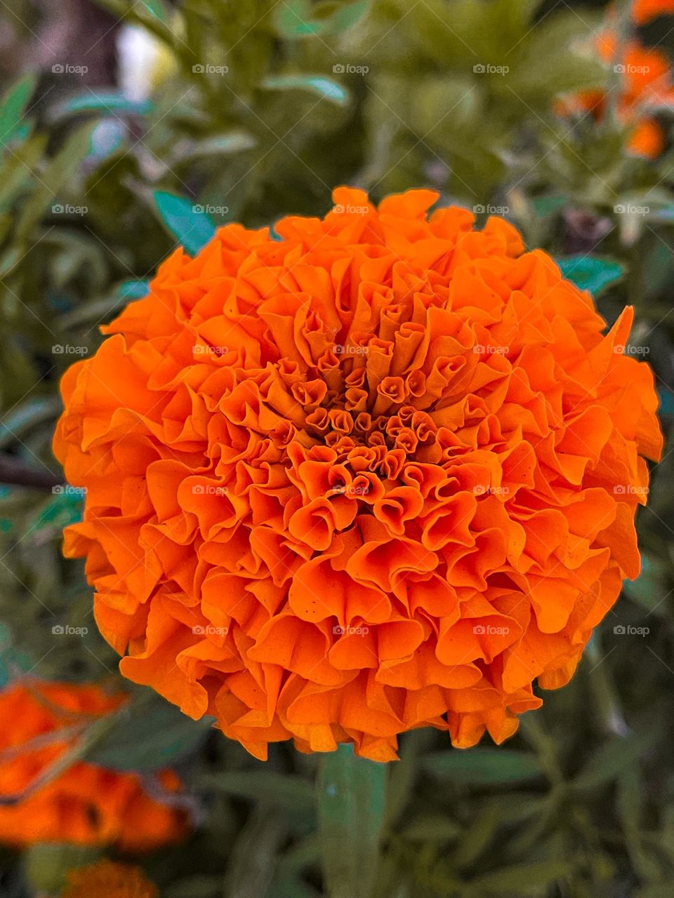 An orange flower with a blurred background.