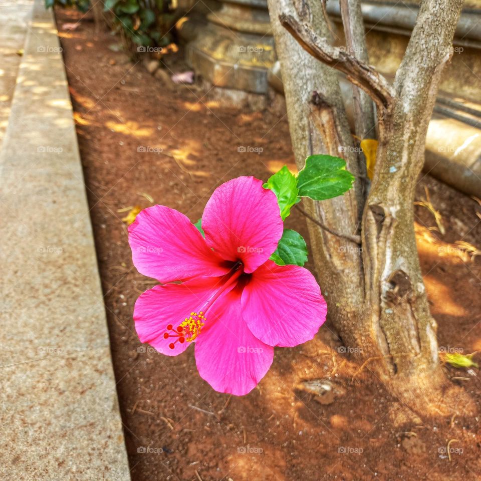 Shoe flowers are ornamental plants in tropical and subtropical areas. The flowers are large.