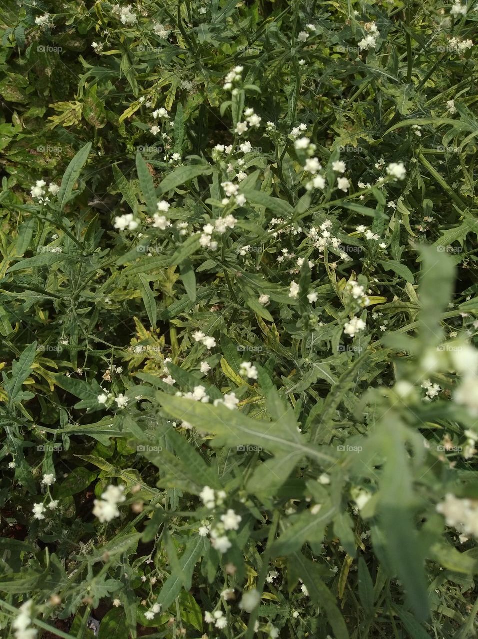 white small size flower seasonal fresh shurb small size looks very beautiful generally found everywhere
