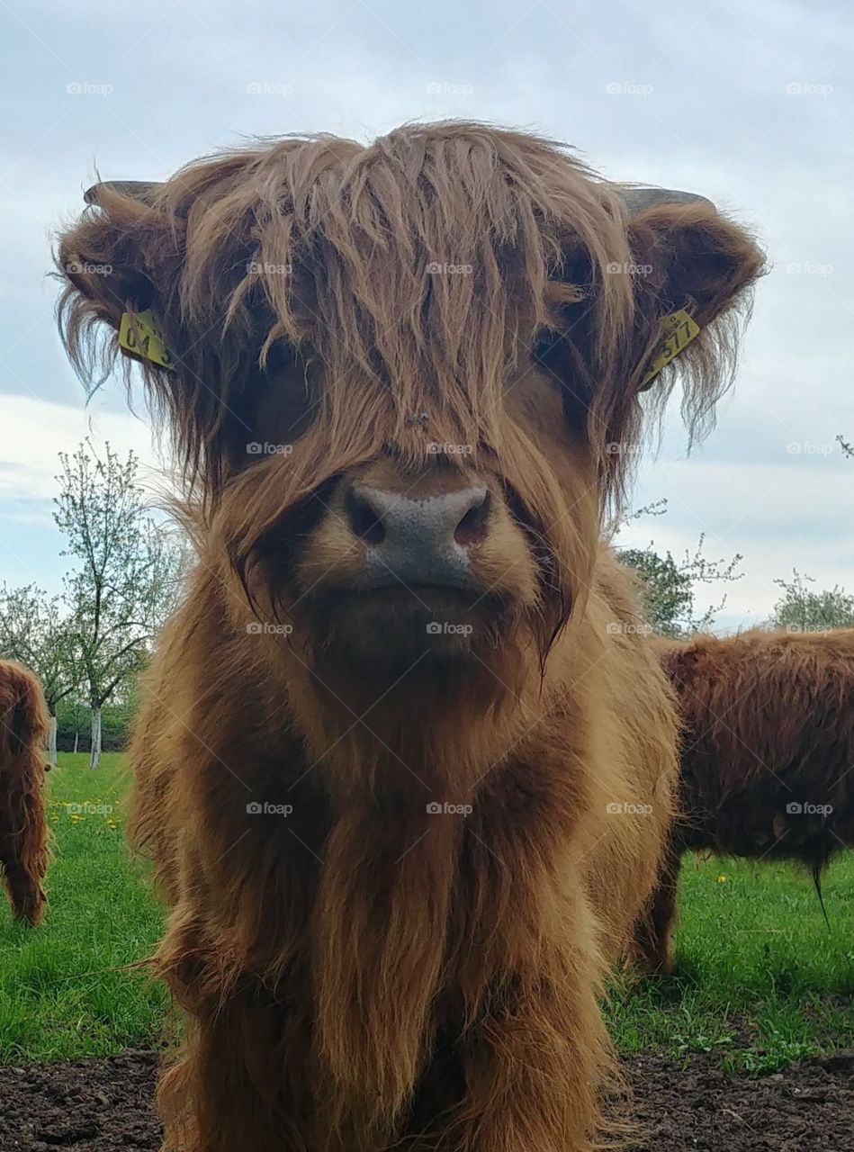 rind cow farm selfi kuh braun weide gras Neugier neugierig