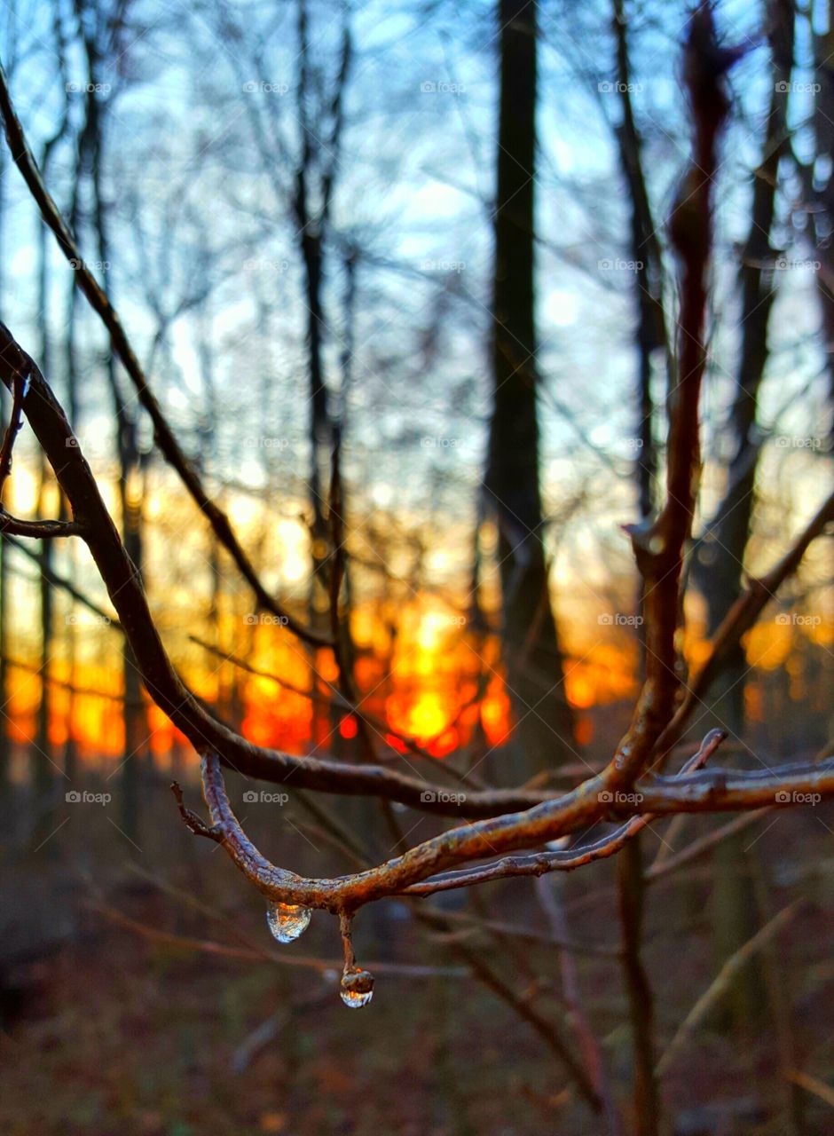 after the rain in the forest