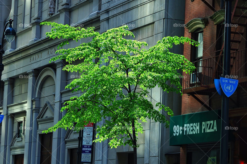 green tree buildings nyc by delvec
