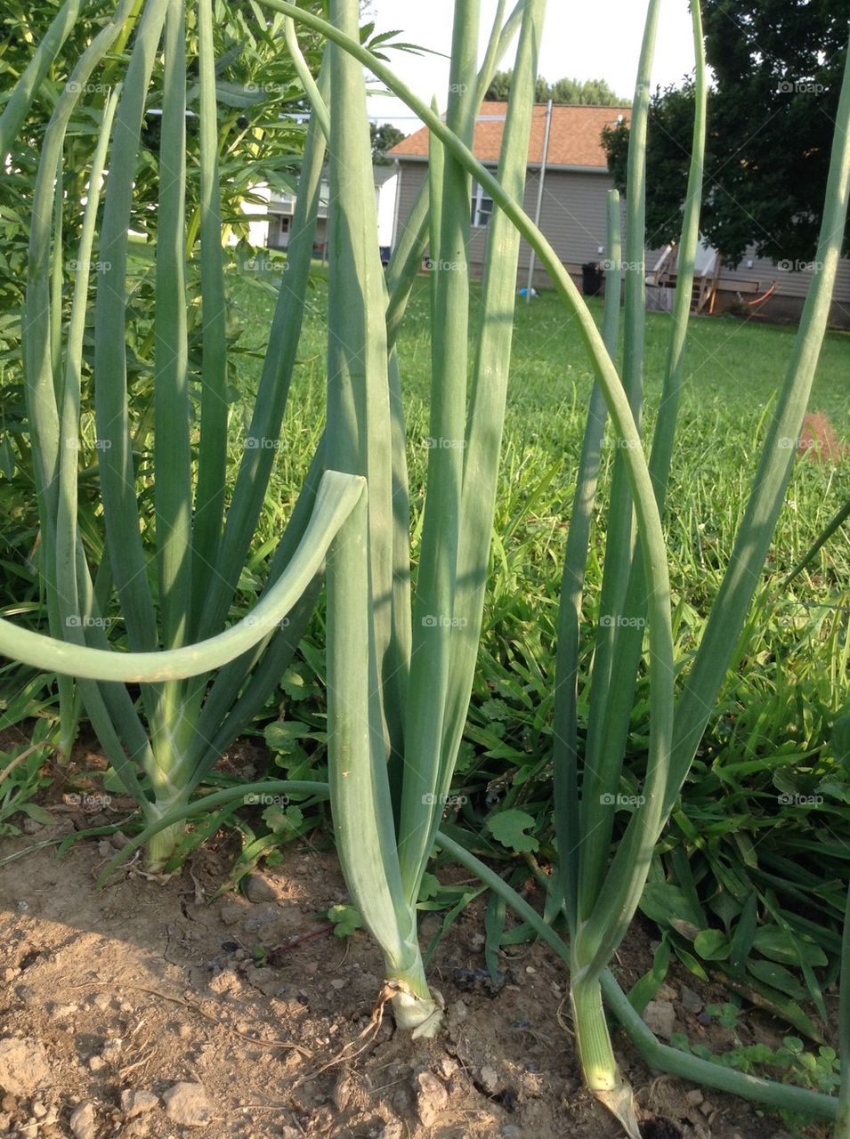 Green Onion