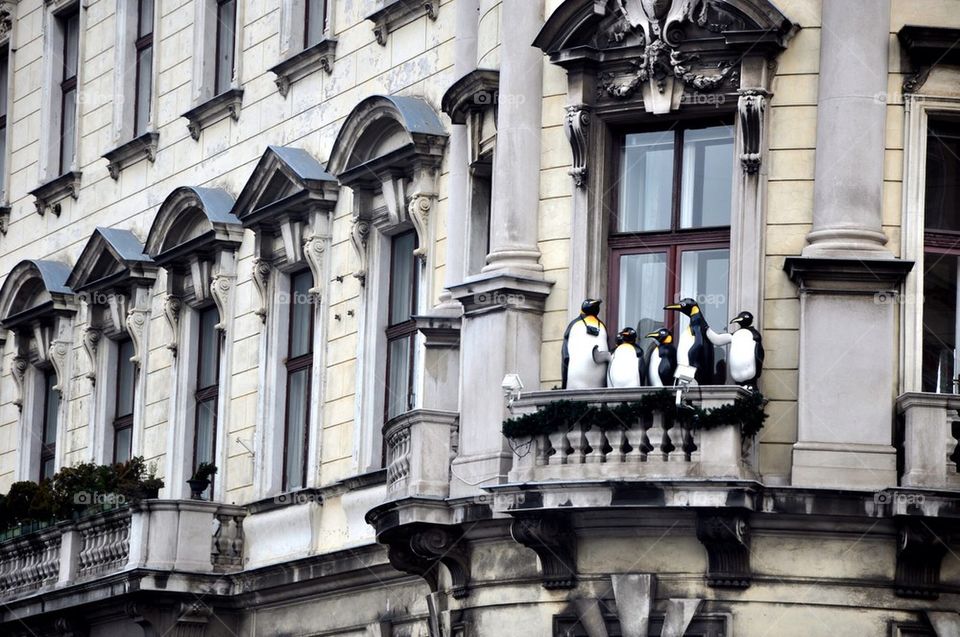 Penguins at balcony