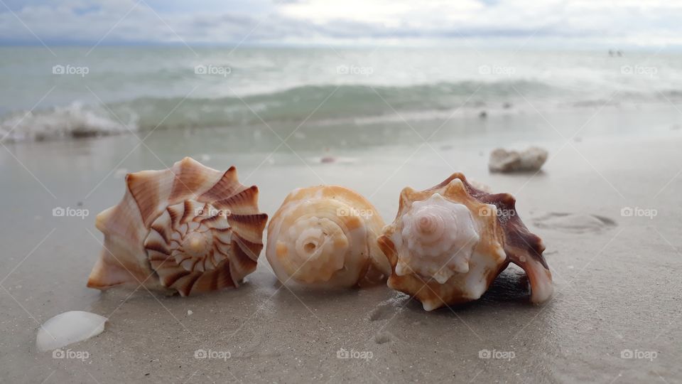 mar caracoles playa