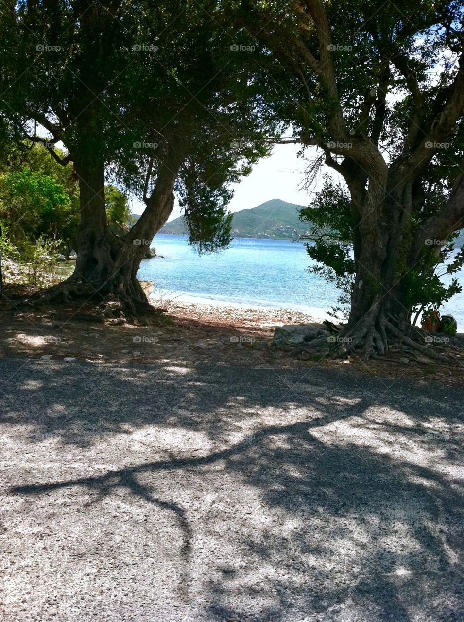 Ocean through the trees.
