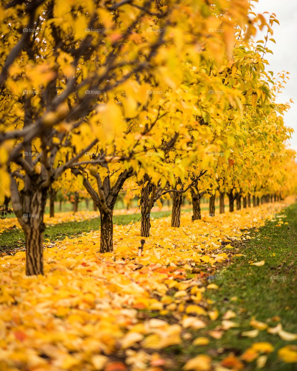 Beautiful yellow autumn trees