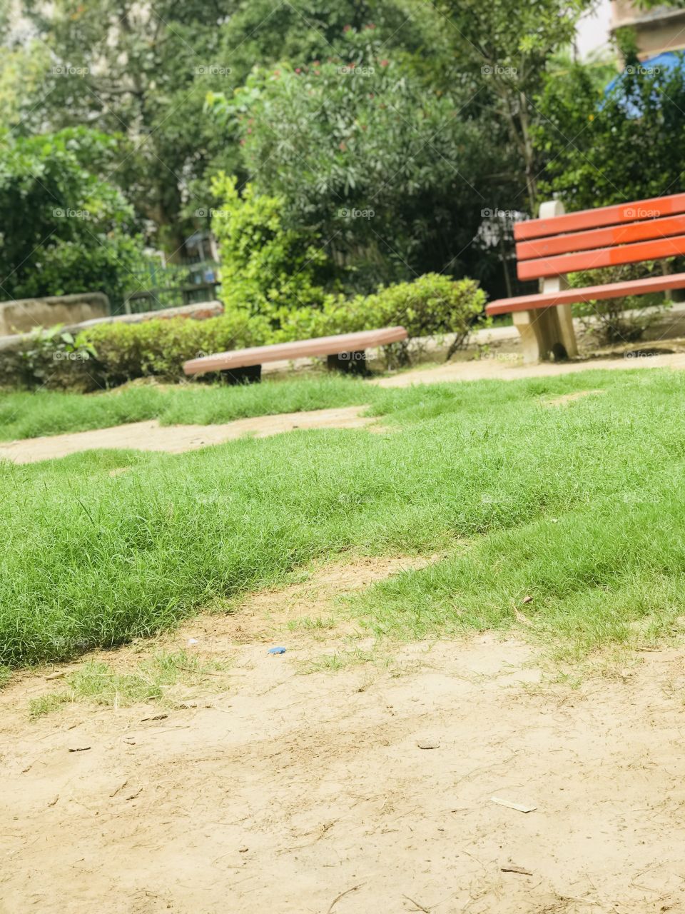 amazing shot of park having good greenry