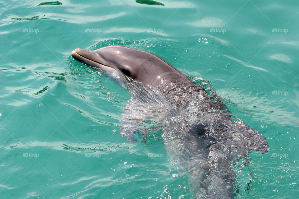 Water, Swimming, Dolphin, No Person, Blower