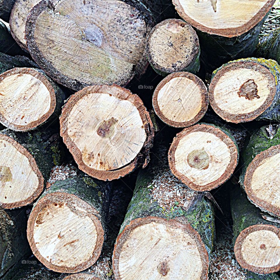 Cut logs