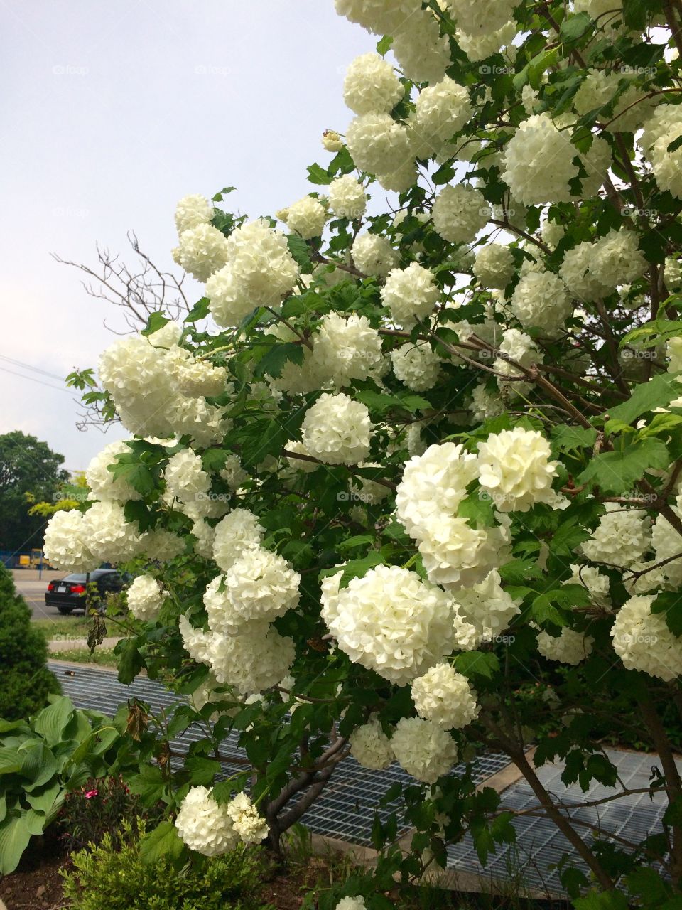 Flowers