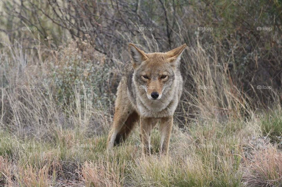 Coyote