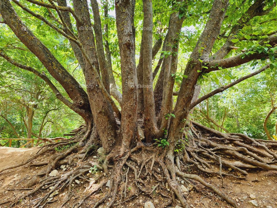 centuries-old tree with immense roots