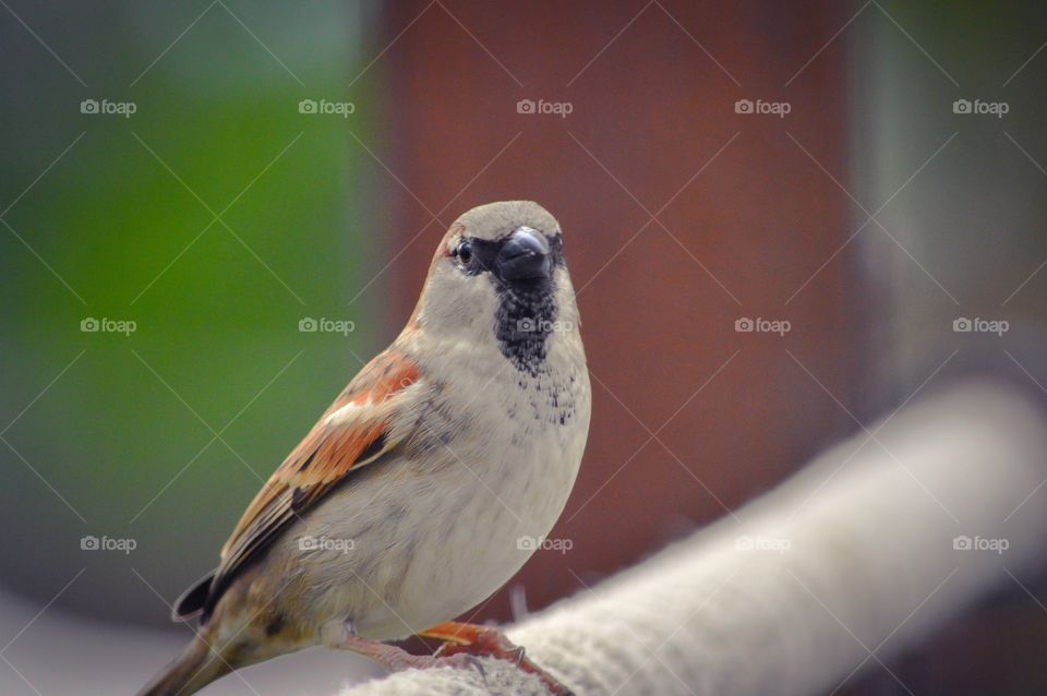 Close-up of bird