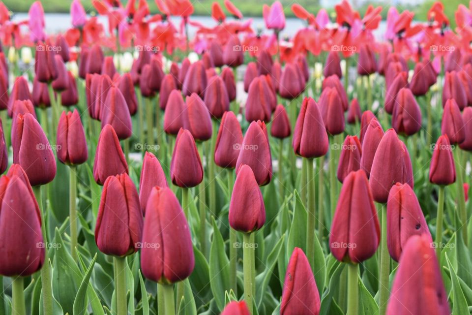 tulips
