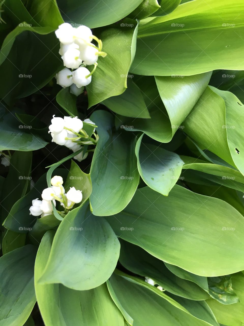 Lily of the Valley