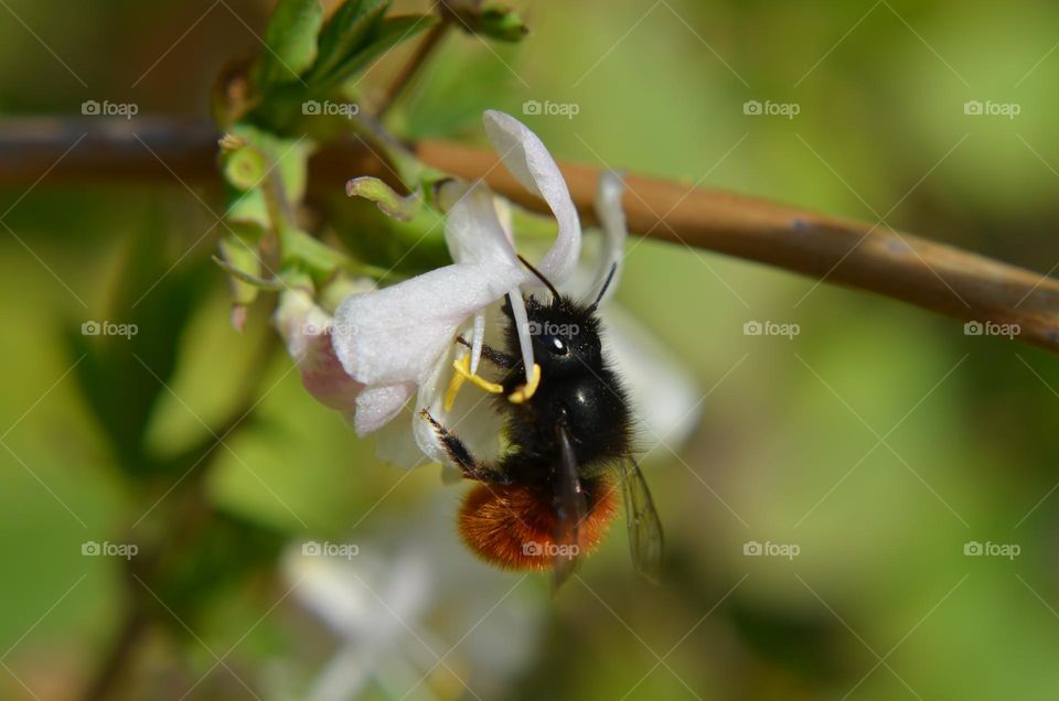 Mission Birds&Bees - Nature in Motion