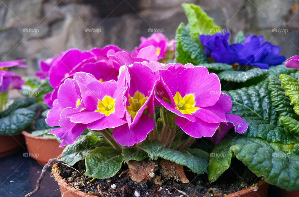 Primulas on a shop's shelf