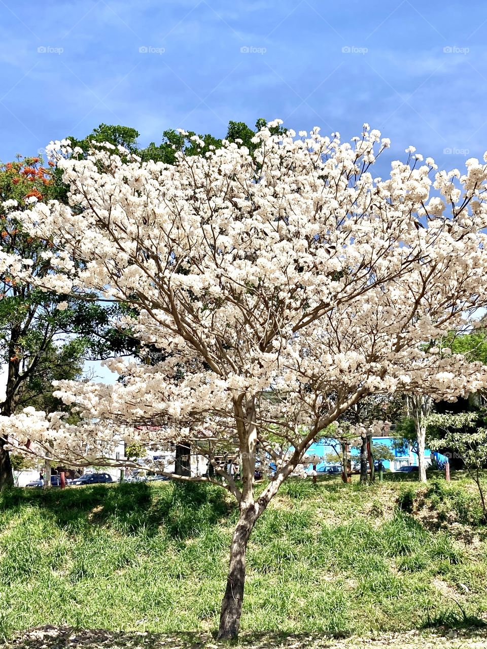 Ype/ ipê -🌹 🇺🇸 Very beautiful flowers to brighten our day.  Live nature and its beauty. Did you like the delicate petals? / 🇧🇷 Flores muito bonitas para alegrar nosso dia. Viva a natureza e sua beleza. Gostaram das pétalas delicadas? 