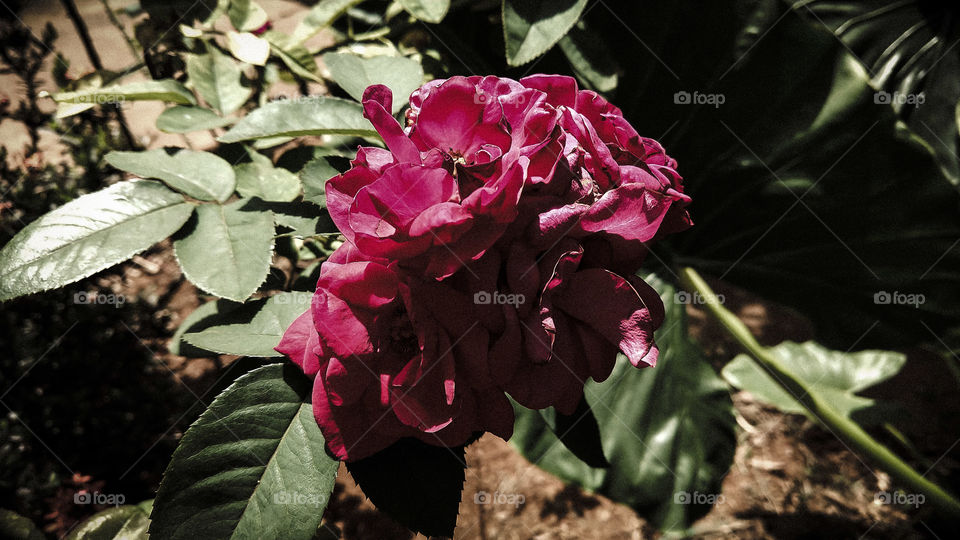 Imagem crepúsculo de lindas rosas vermelhas.