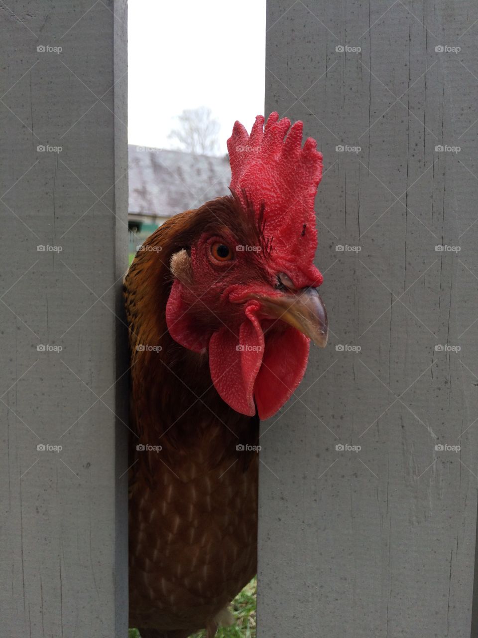 Peeking through a fence