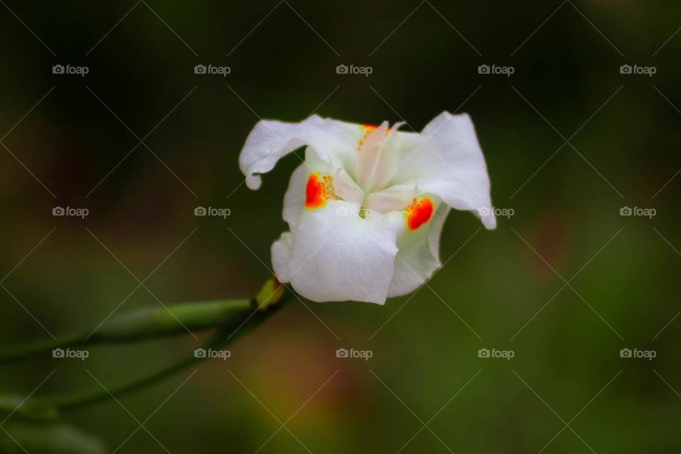 Amazing white flower