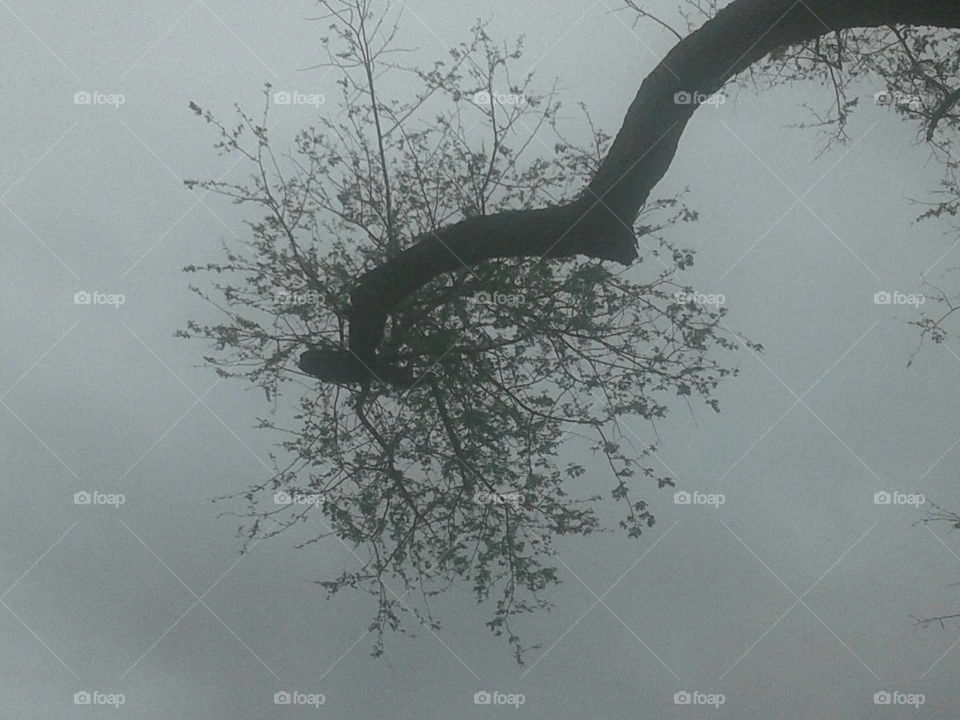 Tree, No Person, Winter, Landscape, Nature