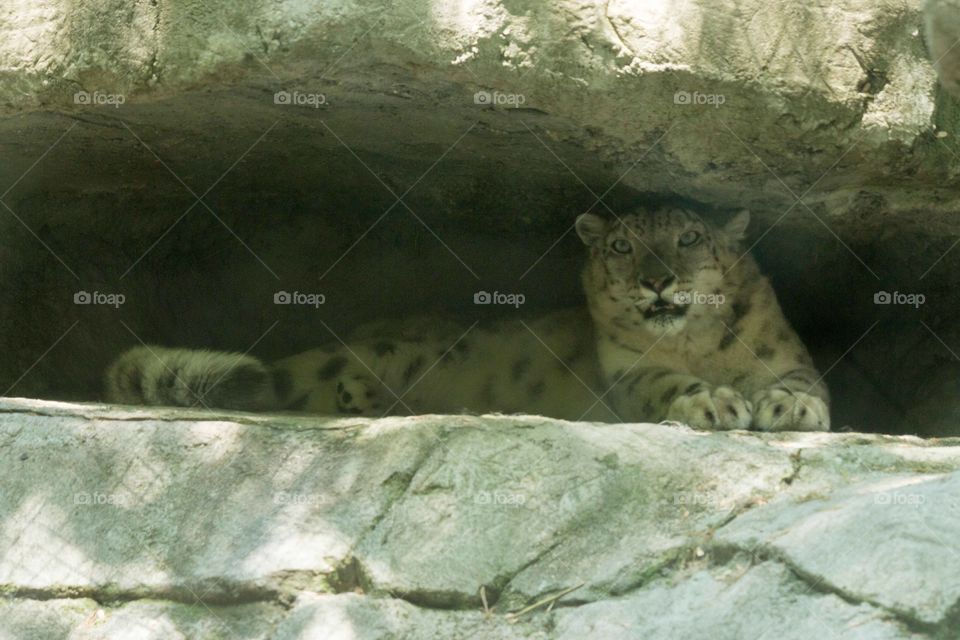 Snow leopard at the zoo 