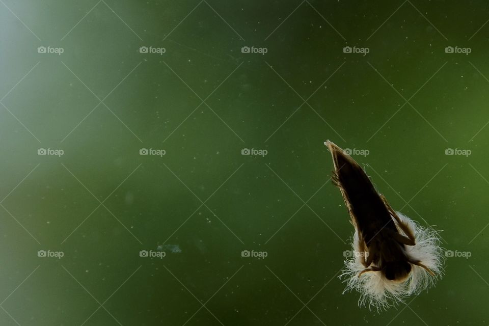 moth with green background
