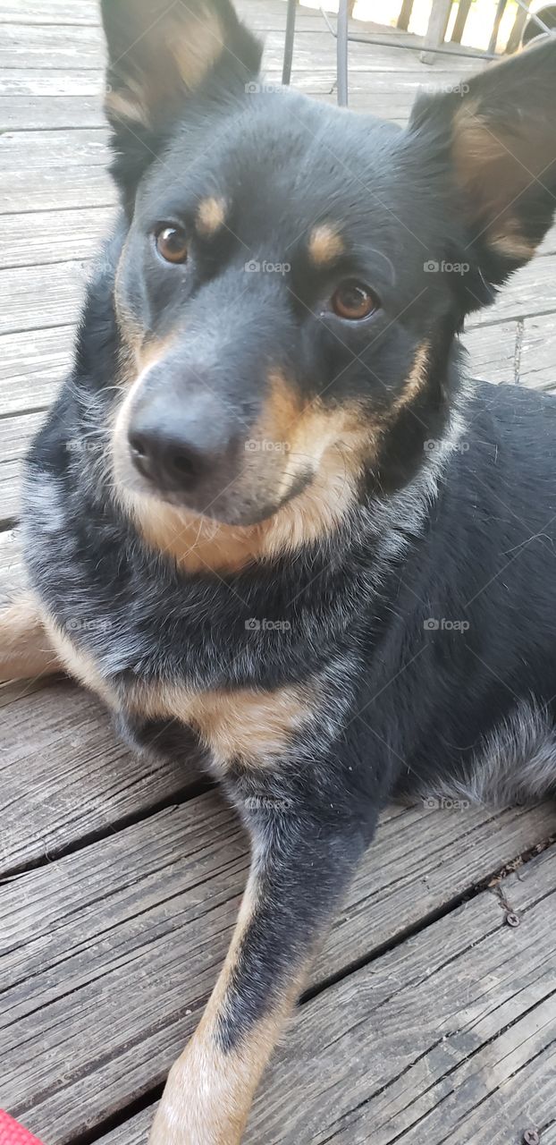 blue heeler aussie