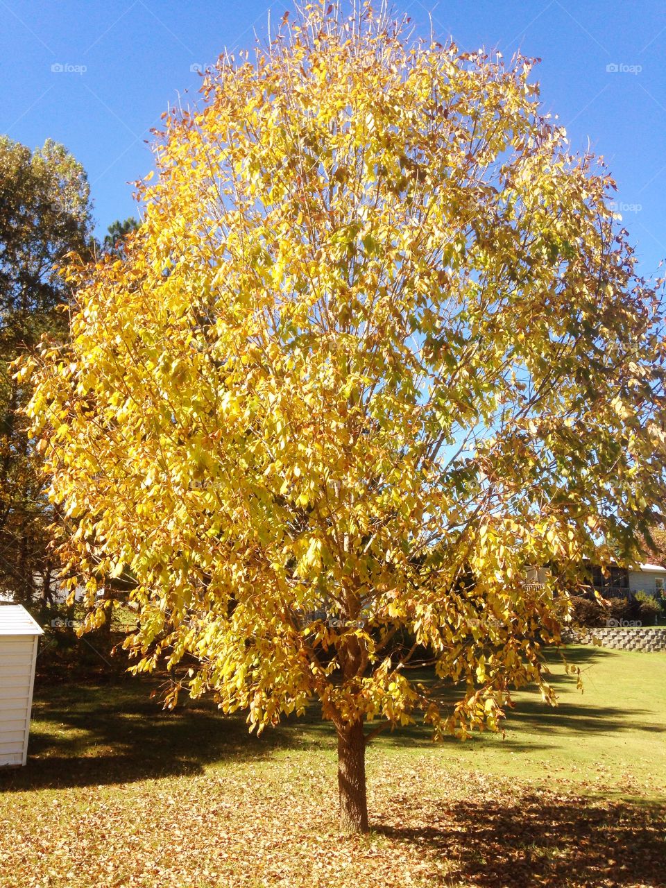 Autumn yellow tree